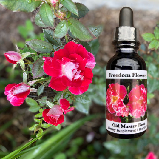 Old Master Rose Flower Essence