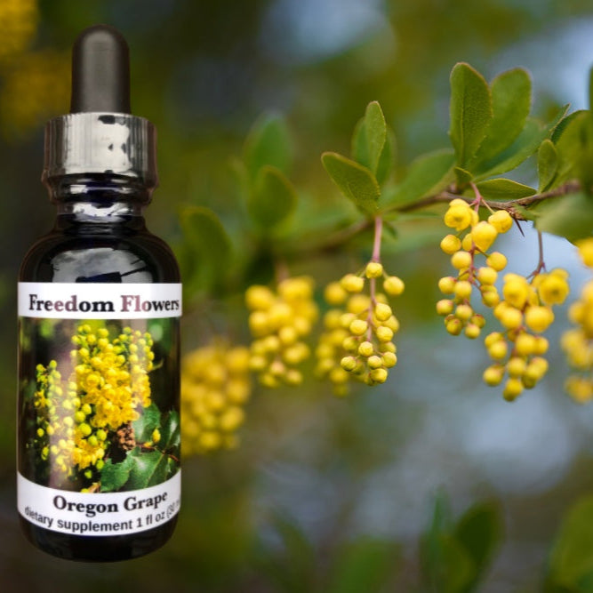 A bottle of Oregon Grape Flower Essence by Freedom Flowers, with an image of yellow flowers in the background.