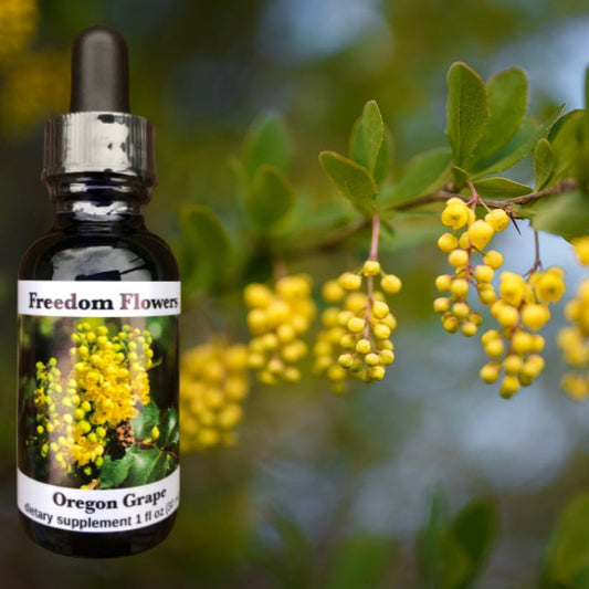 A bottle of Oregon Grape Flower Essence by Freedom Flowers, with an image of yellow flowers in the background.