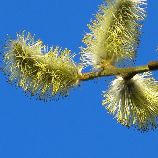 Pussy Willow Flower Essence