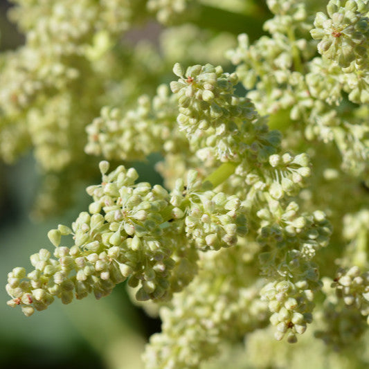 Close-up of yellow rhubarb flowers