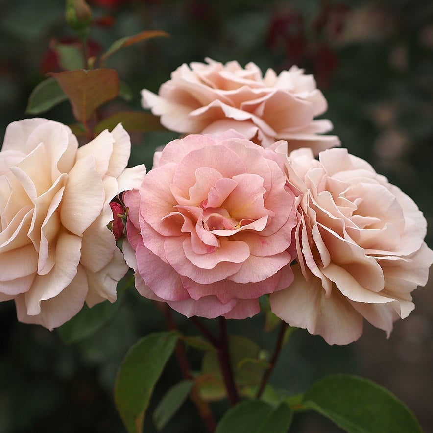Spiced Coffee Rose Flower Essence (Research)