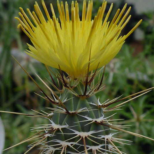 Star Thistle Flower Essence