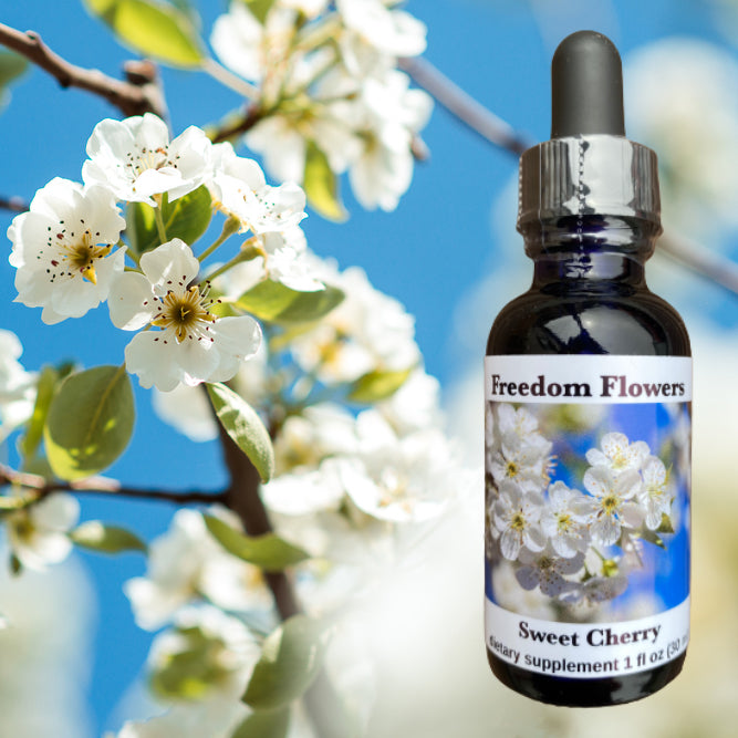 Sweet Cherry Flower Essence