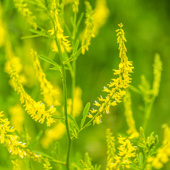 Sweet Clover Flower Essence (Research)