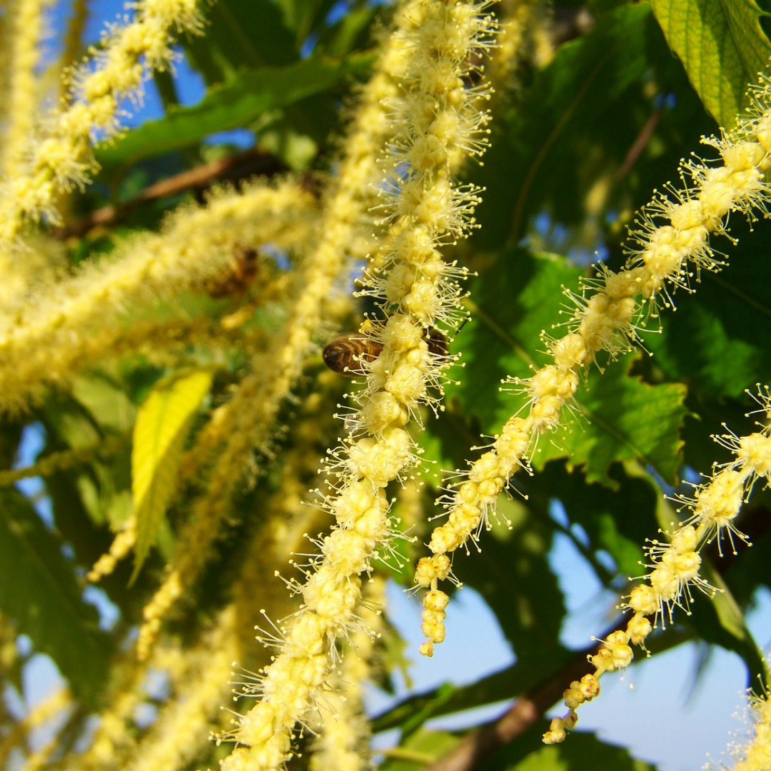 Sweet Chestnut Flower Essence