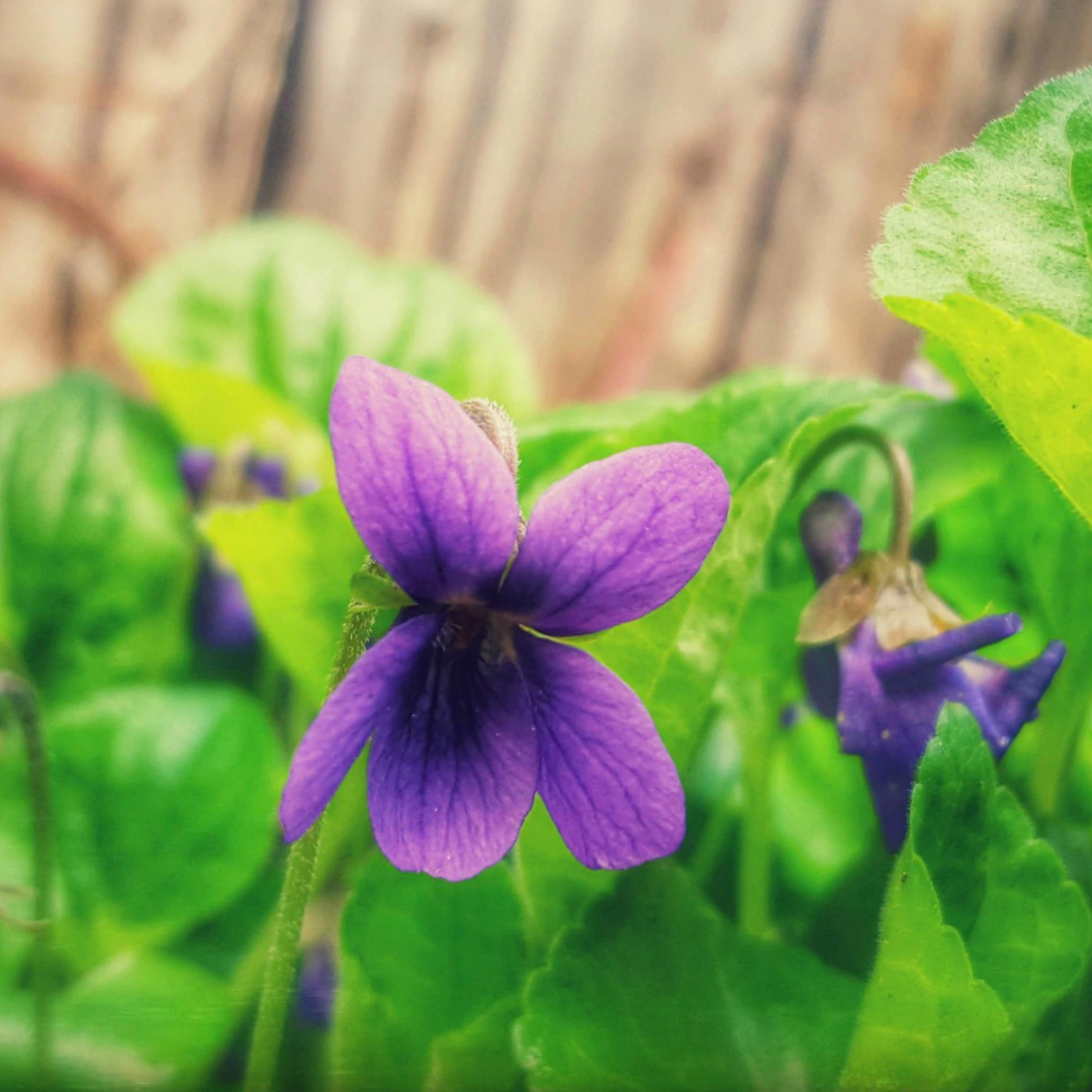 Violet Flower Essence