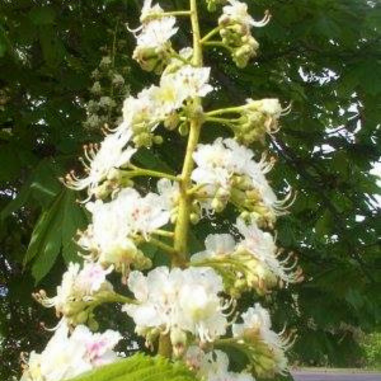 White Chestnut Flower Essence
