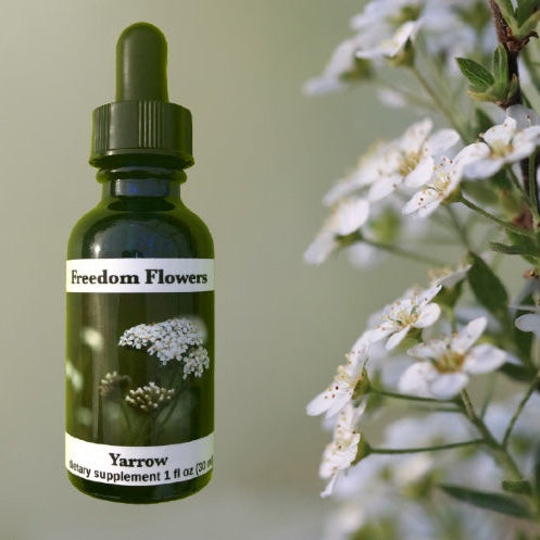 A bottle of Yarrow flower essence by Freedom Flowers, with a background of blooming yarrow flowers.