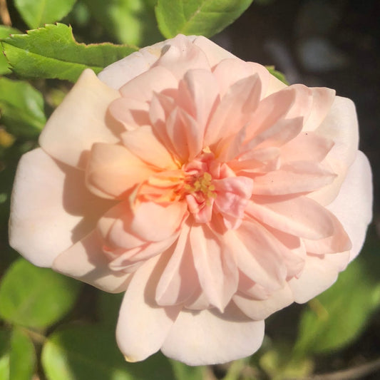Arethusa Rose Flower Essence (Research)