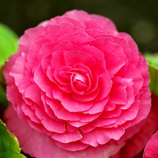 Begonia Flower Essence