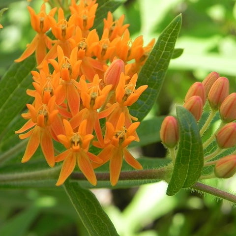 Butterfly Weed Flower Essence