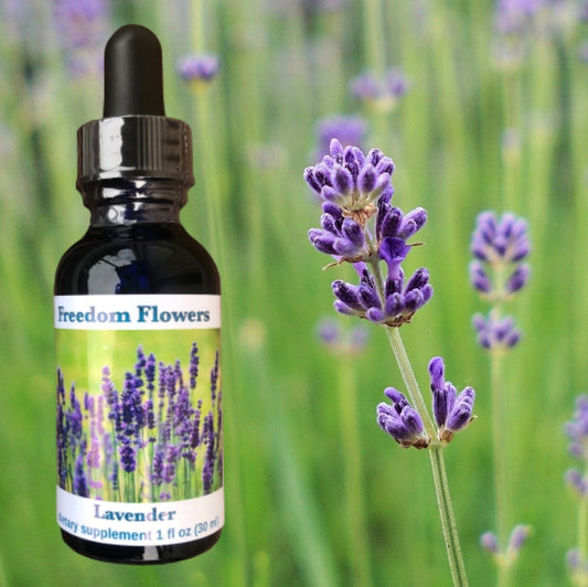 Lavender Flower Essence