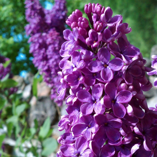 Lilac Flower Essence