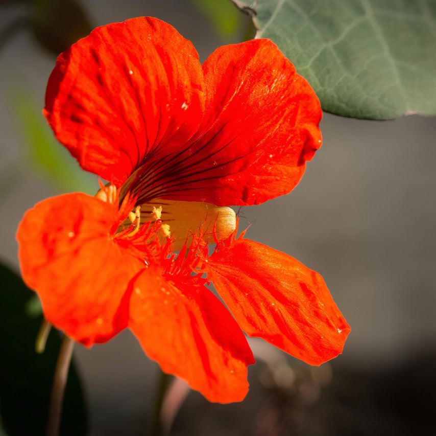 Nasturtium Flower Essence