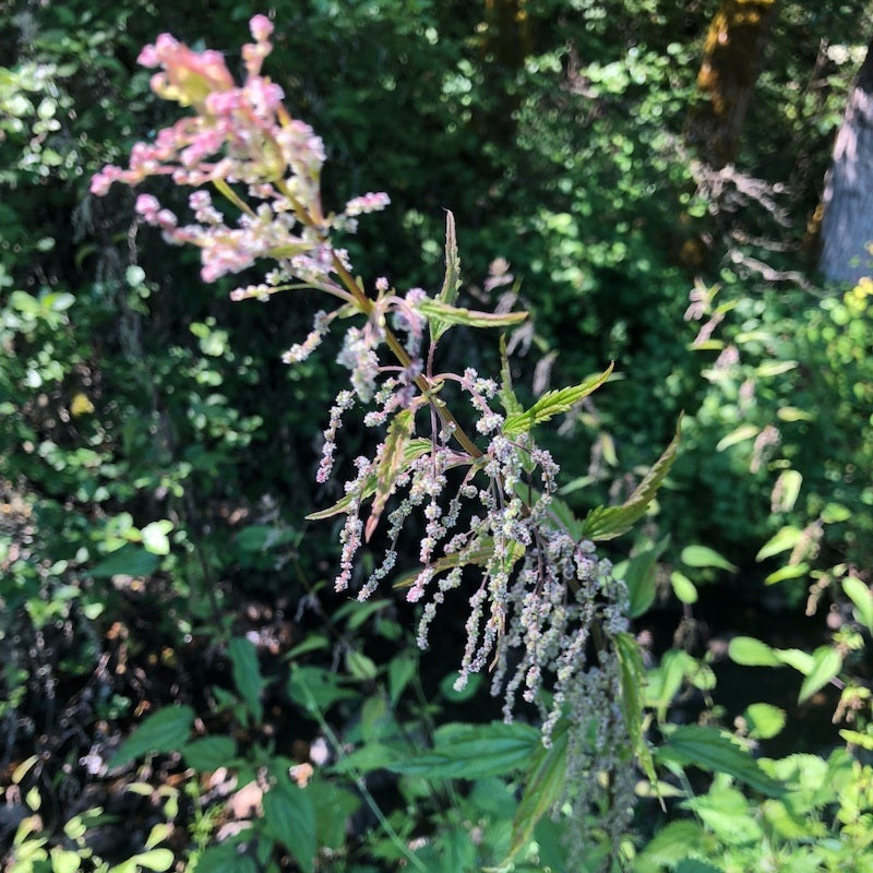 Nettle Flower Essence