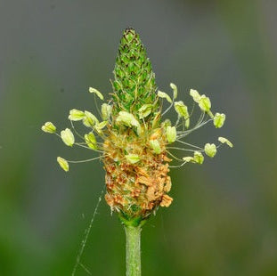 Close-up image of a plantain flower with a detailed view of its reproductive parts.