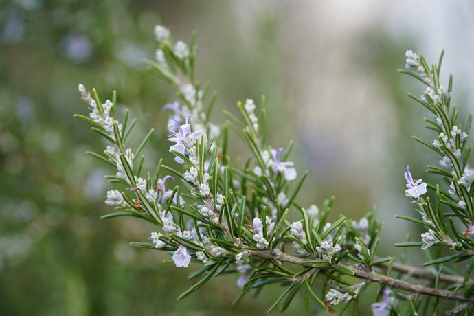 Rosemary Flower Essence