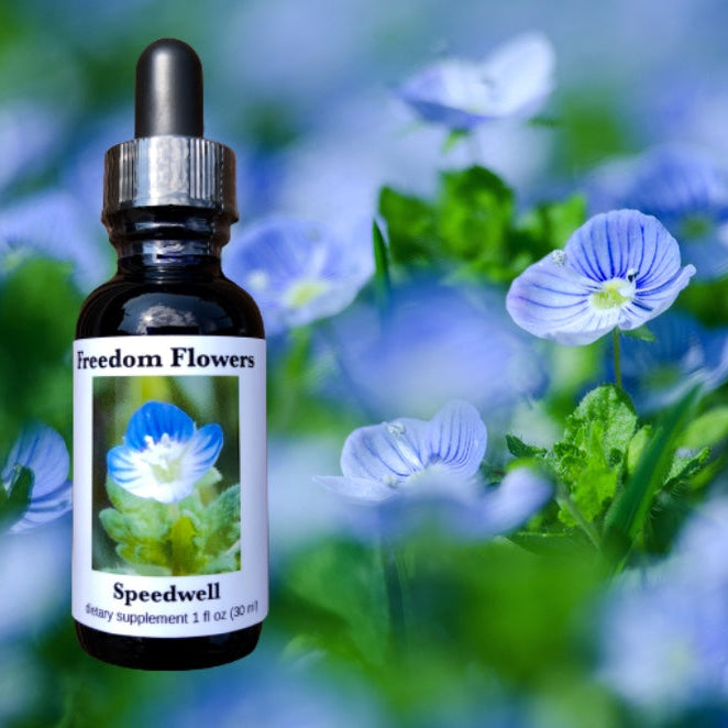 A bottle of Speedwell Flower Essence with a label featuring a Speedwell flower, set against a blurred background of similar flowers.