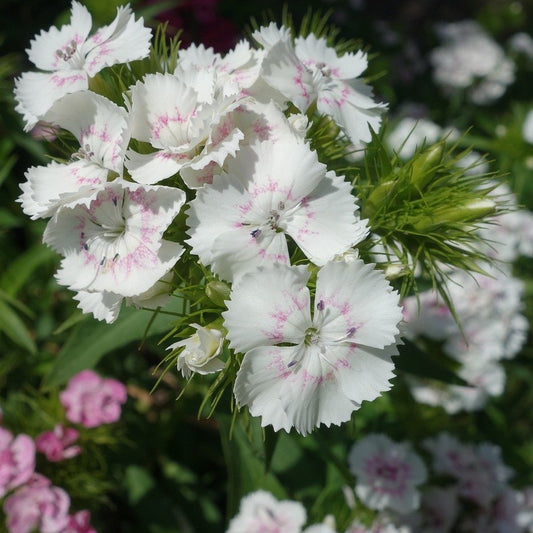 Sweet William Flower Essence