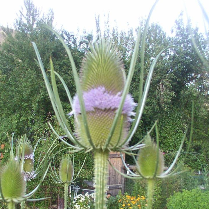 A bottle of Teasel flower essence placed in front of a teasel plant with green foliage and purple flowers.