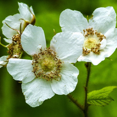 Thimbleberry Flower Essence