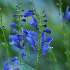 A close-up image of blue skullcap flowers with green leaves.
