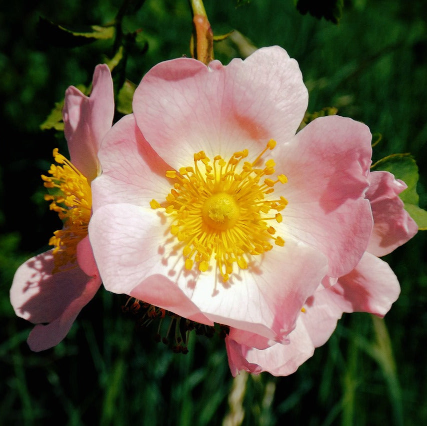 A close-up image of a pink Wild Rose flower with a yellow center, surrounded by green leaves.
