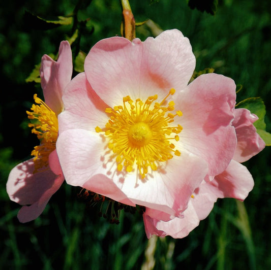 A close-up image of a pink Wild Rose flower with a yellow center, surrounded by green leaves.