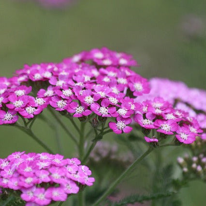 A close-up image of pink yarrow flowers with a blurred background.