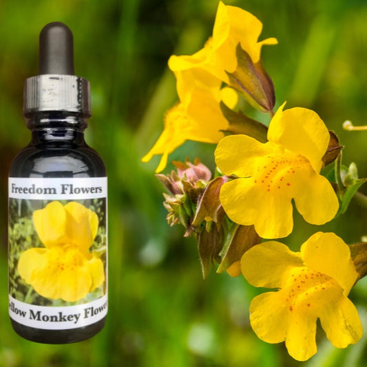 Yellow Monkey Flower Essence